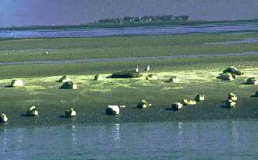 Seehunde auf der Sandbank im Wattenmeer an der Nordsee